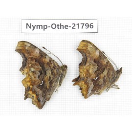 Polygonia c-album ssp. China, Heilongjiang, Jiamusi. 2M. Nymp-Othe-21796.