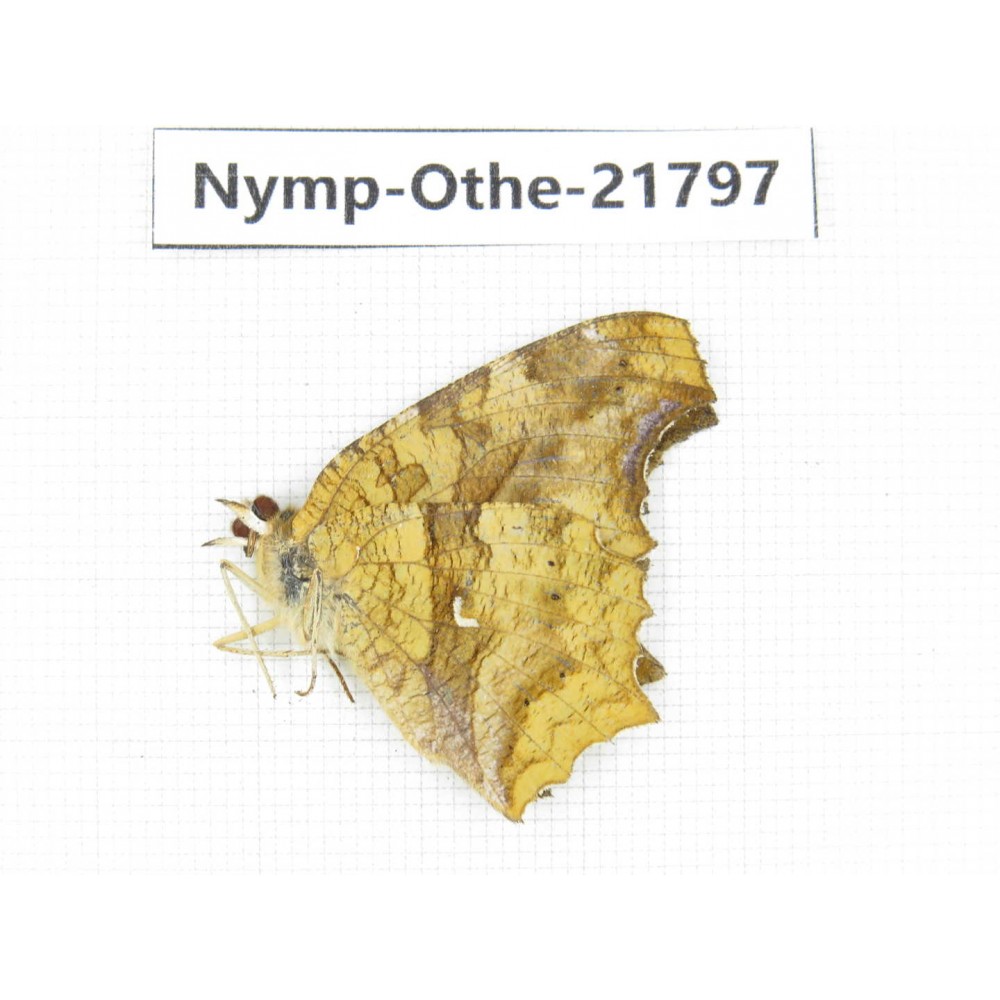 Polygonia c-aureum ssp. China, Heilongjiang, Jiamusi. 1M. Nymp-Othe-21797.