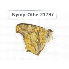 Polygonia c-aureum ssp. China, Heilongjiang, Jiamusi. 1M. Nymp-Othe-21797.