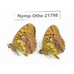 Brenthis ino. China, Heilongjiang, Jiamusi. 2M. Nymp-Othe-21798.