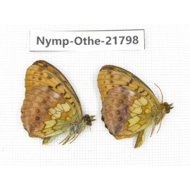 Brenthis ino. China, Heilongjiang, Jiamusi. 2M. Nymp-Othe-21798.