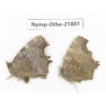 Nymphalis xanthomelas ssp. China, Heilongjiang, Jiamusi. 2F. Nymp-Othe-21801.