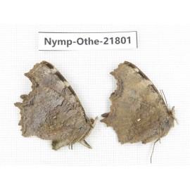Nymphalis xanthomelas ssp. China, Heilongjiang, Jiamusi. 2F. Nymp-Othe-21801.
