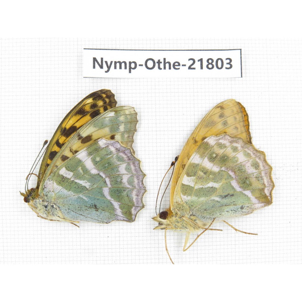 Argynnis paphia ssp. China, Heilongjiang, Jiamusi. 1P. Nymp-Othe-21803.