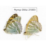 Argynnis paphia ssp. China, Heilongjiang, Jiamusi. 1P. Nymp-Othe-21803.