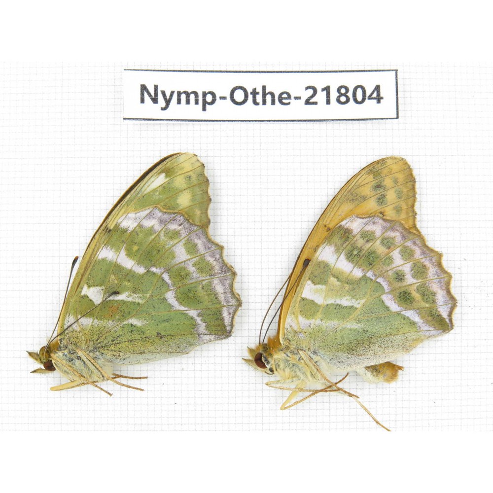 Argynnis paphia ssp. China, Heilongjiang, Jiamusi. 1P. Nymp-Othe-21804.