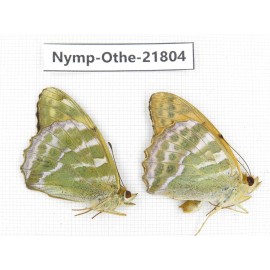 Argynnis paphia ssp. China, Heilongjiang, Jiamusi. 1P. Nymp-Othe-21804.