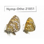 Mellicta sp. China, Heilongjiang, Jiamusi. 1P. Nymp-Othe-21851.
