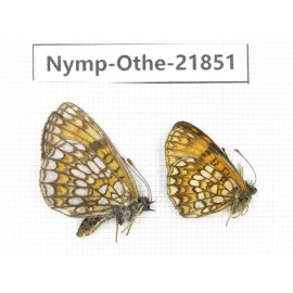Mellicta sp. China, Heilongjiang, Jiamusi. 1P. Nymp-Othe-21851.
