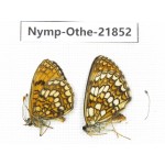 Mellicta sp. China, Heilongjiang, Jiamusi. 1P. Nymp-Othe-21852.