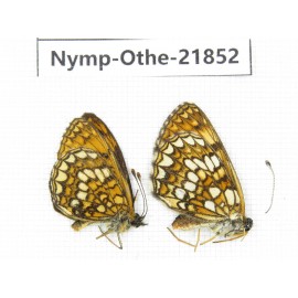 Mellicta sp. China, Heilongjiang, Jiamusi. 1P. Nymp-Othe-21852.