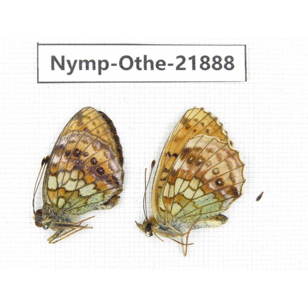 Brenthis ino. China, Heilongjiang, Jiamusi. 1P. Nymp-Othe-21888.