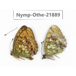 Brenthis ino. China, Heilongjiang, Jiamusi. 1P. Nymp-Othe-21889.