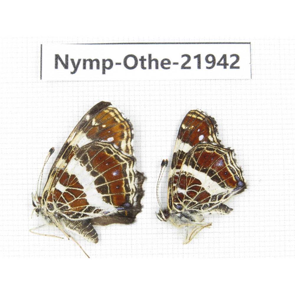 Arasschnia levana ssp. China, Heilongjiang, Jiamusi. 1P. Nymp-Othe-21942.