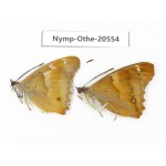 Apatura ilia ssp. China, Heilongjiang, Mudanjiang. 2M. Nymp-Othe-20554.