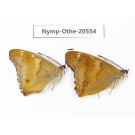 Apatura ilia ssp. China, Heilongjiang, Mudanjiang. 2M. Nymp-Othe-20554.