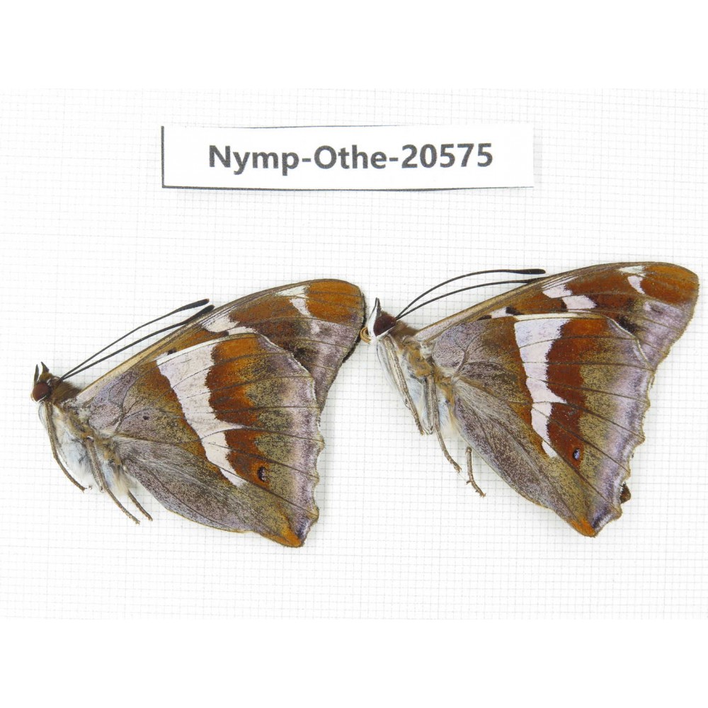 Apatura iris ssp. China, Heilongjiang, Mudanjiang. 2M. Nymp-Othe-20575.