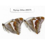 Apatura iris ssp. China, Heilongjiang, Mudanjiang. 2M. Nymp-Othe-20575.