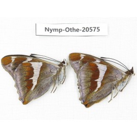 Apatura iris ssp. China, Heilongjiang, Mudanjiang. 2M. Nymp-Othe-20575.