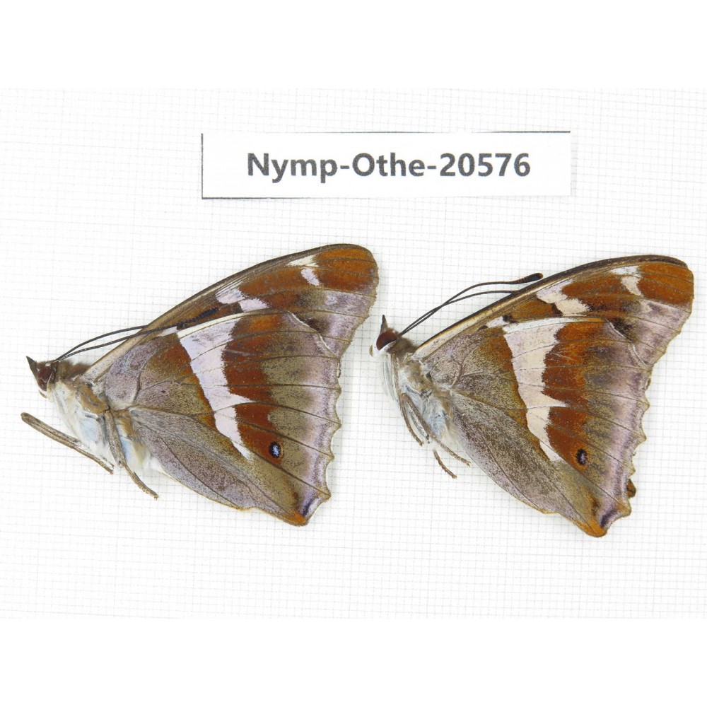 Apatura iris ssp. China, Heilongjiang, Mudanjiang. 2M. Nymp-Othe-20576.
