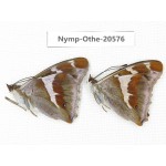 Apatura iris ssp. China, Heilongjiang, Mudanjiang. 2M. Nymp-Othe-20576.