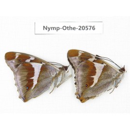 Apatura iris ssp. China, Heilongjiang, Mudanjiang. 2M. Nymp-Othe-20576.