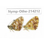 Clossiana perryi. China, Heilongjiang, Mudanjiang. 1P. Nymp-Othe-214212.