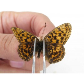 Clossiana perryi. China, Heilongjiang, Mudanjiang. 1P. Nymp-Othe-214212.