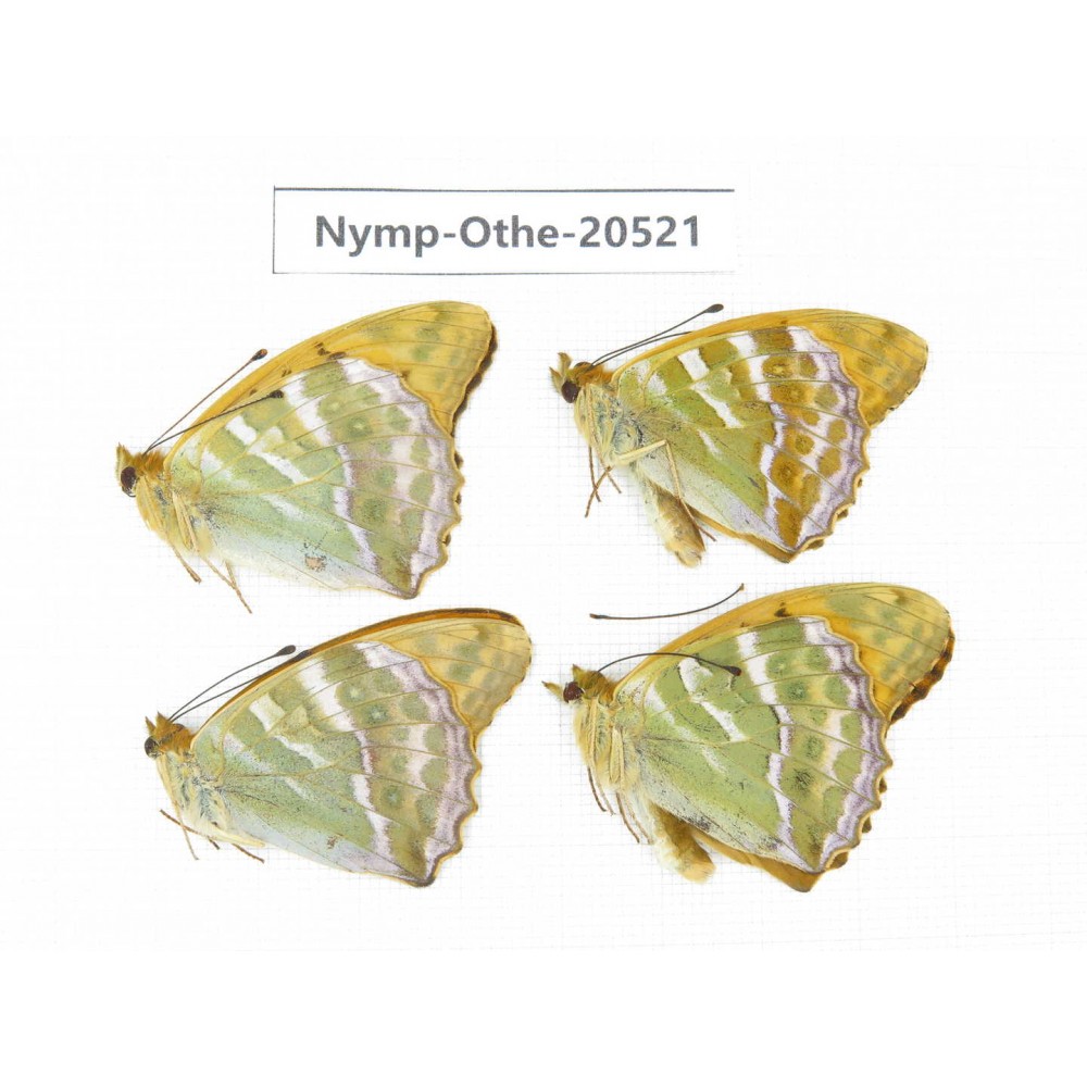 Argynnis paphia ssp. China, Heilongjiang, Mudanjiang. 4M. Nymp-Othe-20521.