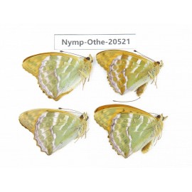 Argynnis paphia ssp. China, Heilongjiang, Mudanjiang. 4M. Nymp-Othe-20521.