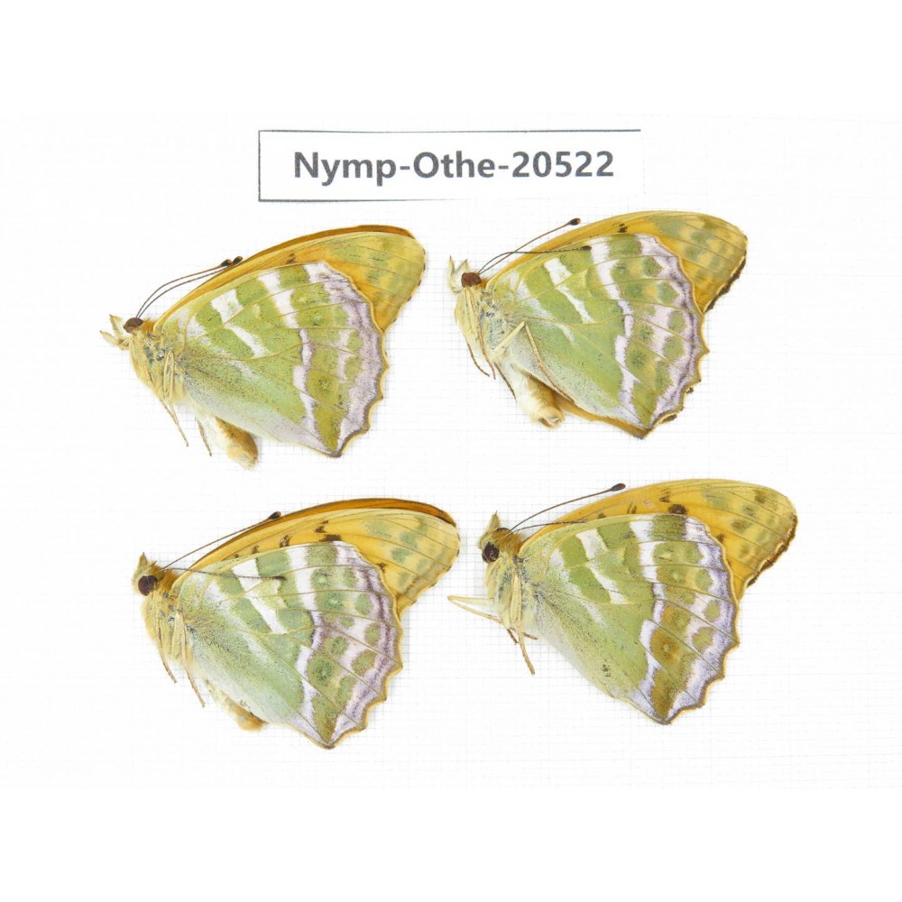 Argynnis paphia ssp. China, Heilongjiang, Mudanjiang. 4M. Nymp-Othe-20522.