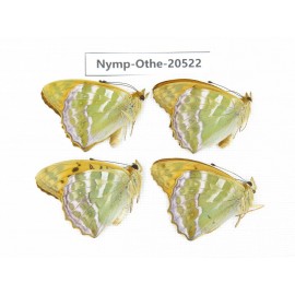 Argynnis paphia ssp. China, Heilongjiang, Mudanjiang. 4M. Nymp-Othe-20522.