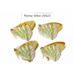 Argynnis paphia ssp. China, Heilongjiang, Mudanjiang. 4M. Nymp-Othe-20523.