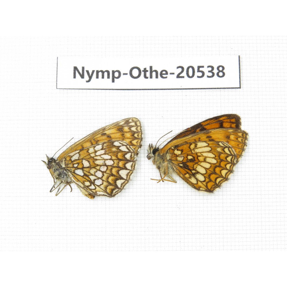 Mellicta sp. China, Heilongjiang, Mudanjiang. 2M. Nymp-Othe-20538.