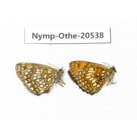 Mellicta sp. China, Heilongjiang, Mudanjiang. 2M. Nymp-Othe-20538.