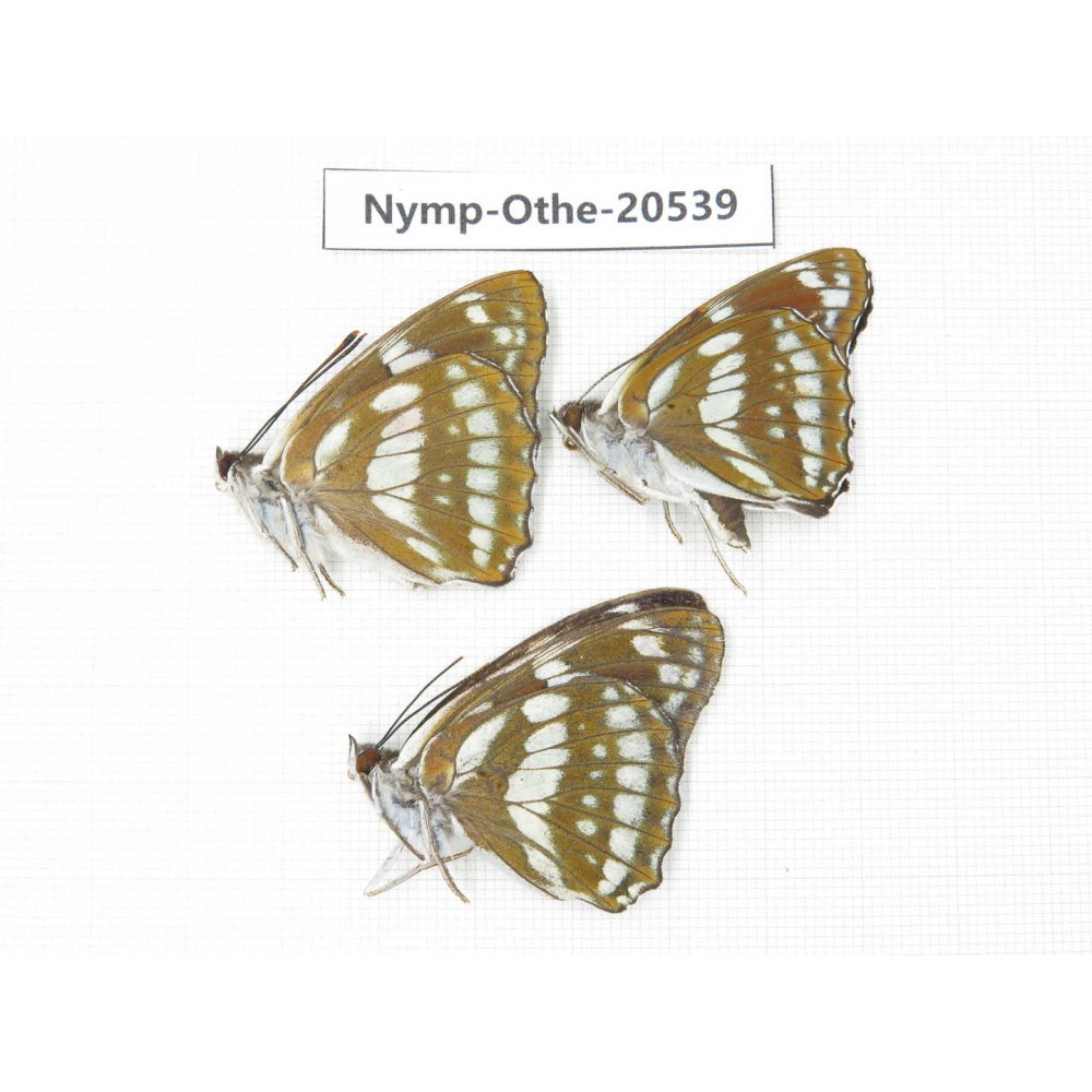 Mimathyma nycteis ssp. China, Heilongjiang, Mudanjiang. 3M. Nymp-Othe-20539.