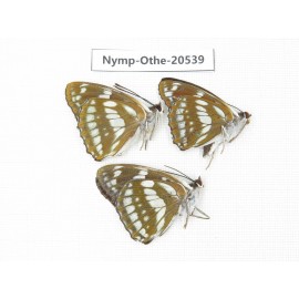 Mimathyma nycteis ssp. China, Heilongjiang, Mudanjiang. 3M. Nymp-Othe-20539.