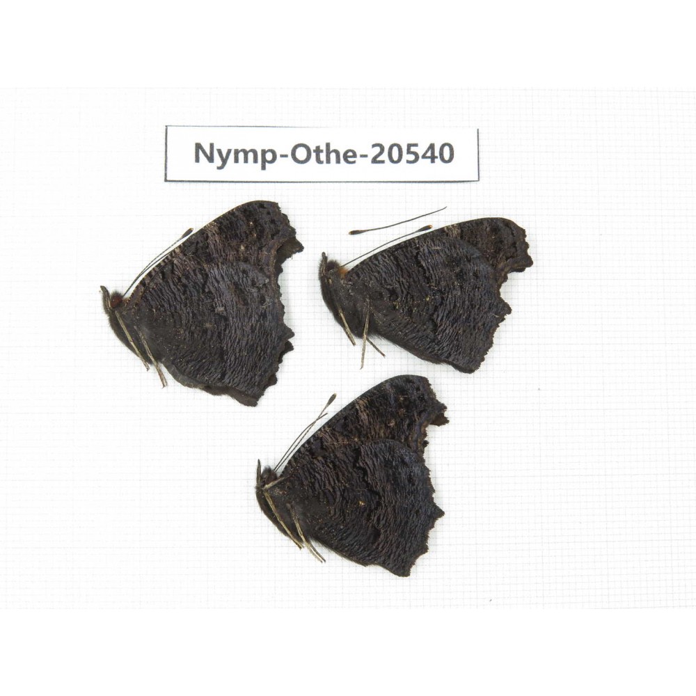 Inachis io. China, Heilongjiang, Mudanjiang. 3M. Nymp-Othe-20540.