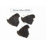 Inachis io. China, Heilongjiang, Mudanjiang. 3M. Nymp-Othe-20540.