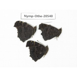 Inachis io. China, Heilongjiang, Mudanjiang. 3M. Nymp-Othe-20540.