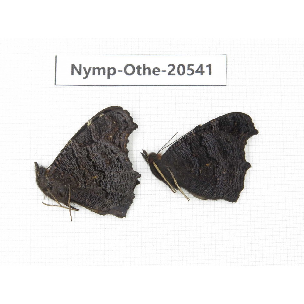 Inachis io. China, Heilongjiang, Mudanjiang. 2M. Nymp-Othe-20541.