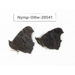 Inachis io. China, Heilongjiang, Mudanjiang. 2M. Nymp-Othe-20541.