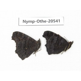Inachis io. China, Heilongjiang, Mudanjiang. 2M. Nymp-Othe-20541.