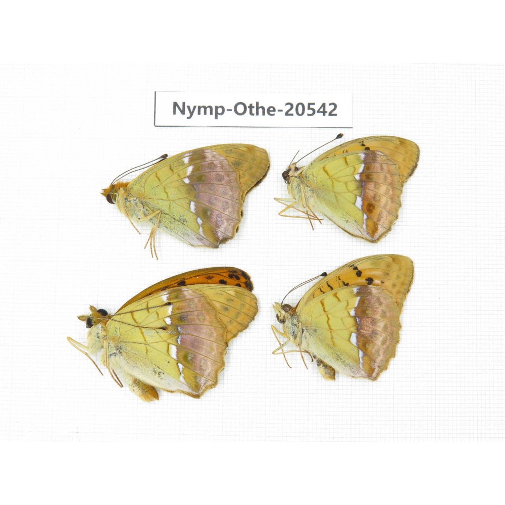 Argyronome laodice. China, Heilongjiang, Mudanjiang. 4M. Nymp-Othe-20542.