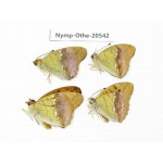 Argyronome laodice. China, Heilongjiang, Mudanjiang. 4M. Nymp-Othe-20542.