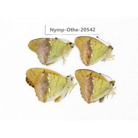 Argyronome laodice. China, Heilongjiang, Mudanjiang. 4M. Nymp-Othe-20542.