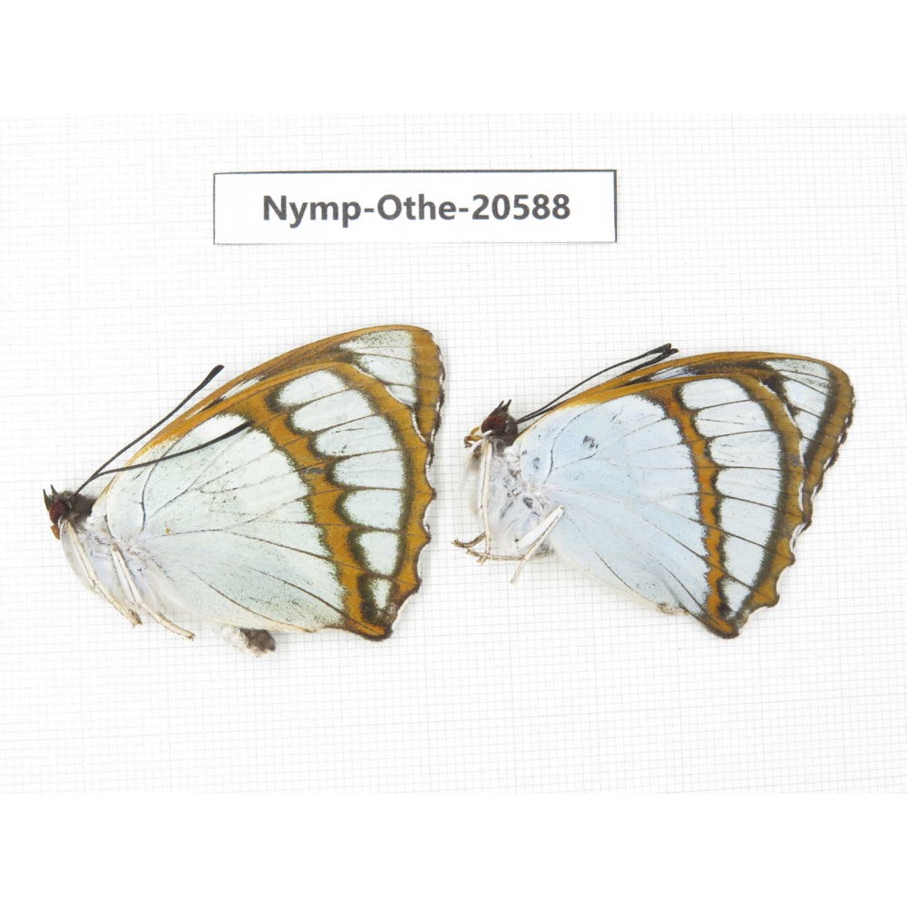 Mimathyma schrenckii ssp. China, Heilongjiang, Mudanjiang. 2M. Nymp-Othe-20588.