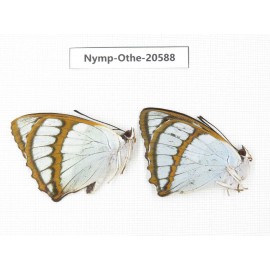 Mimathyma schrenckii ssp. China, Heilongjiang, Mudanjiang. 2M. Nymp-Othe-20588.