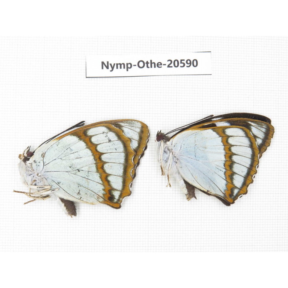 Mimathyma schrenckii ssp. China, Heilongjiang, Mudanjiang. 2M. Nymp-Othe-20590.
