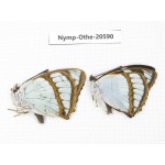 Mimathyma schrenckii ssp. China, Heilongjiang, Mudanjiang. 2M. Nymp-Othe-20590.